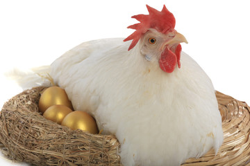 hen