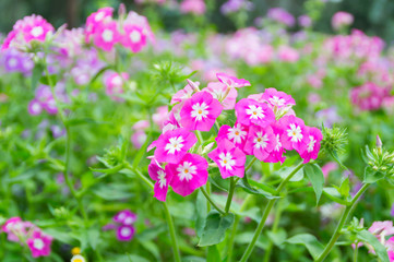 pink flowers in garden with nature background