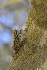 Cicada orni on trunk tree in the south of France