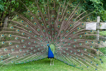 Obraz premium peacock showing its beautiful feathers