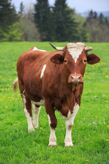 Naklejka na ściany i meble cow in an green meadow