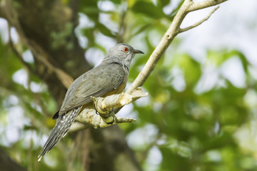Side of Male Plaintive Cuckoo(Cacomantis merulinus ) in nature