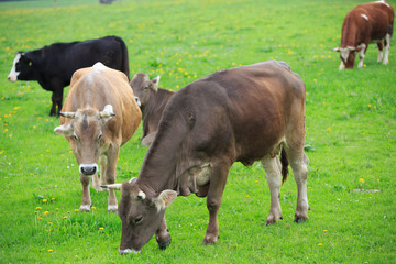 cow in an green meadow