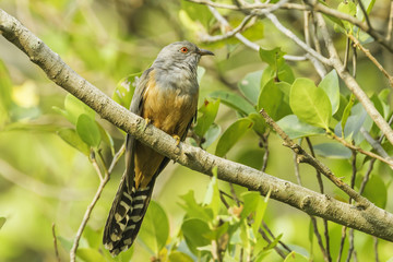 Male Plaintive Cuckoo stair at us