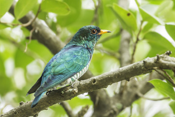 Male Asian Emerald Cuckoo (Chrysococcyx maculatus)