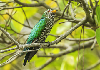 Male Asian Emerald Cuckoo (Chrysococcyx maculatus)