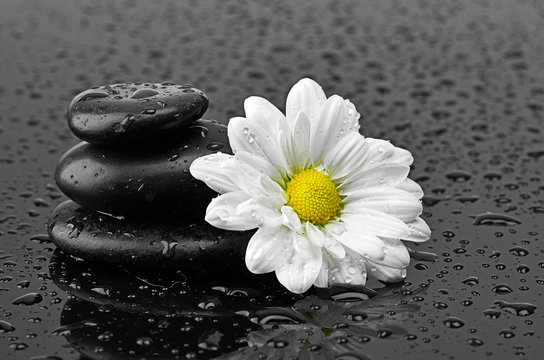 Fototapeta black stones and white flower with water drops