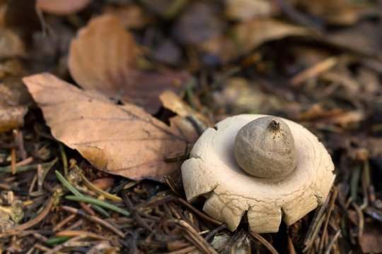 eingesenkter erdstern / geastrum saccatum