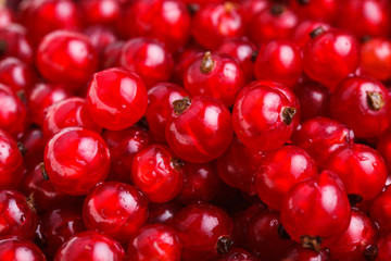 Red currant