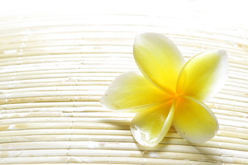 Fototapeta na wymiar White Yellow Frangipani