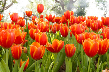 orange tulips in garden