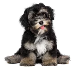 Poster Funny smiling black and tan havanese puppy dog © mdorottya