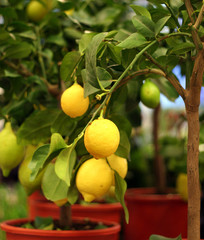Organic lemons on tree in the pot