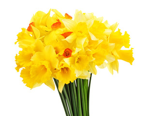 beautiful yellow daffodils isolated on white