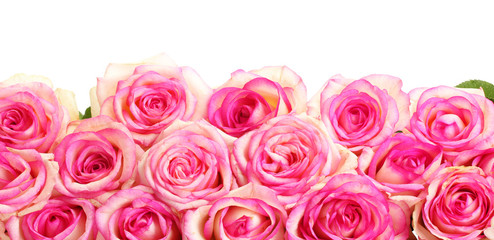 beautiful bouquet of pink roses isolated on white