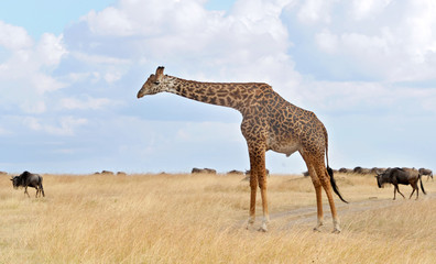 Masai Mara Giraffe