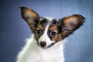 Portrait of a puppy Papillon