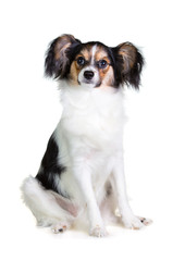 Papillon puppy sitting