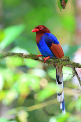 Sri Lanka or Ceylon Blue Magpie  in Sri Lanka