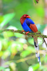 Sri Lanka or Ceylon Blue Magpie  in Sri Lanka