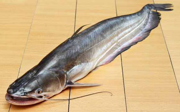 South Asian Boal fish