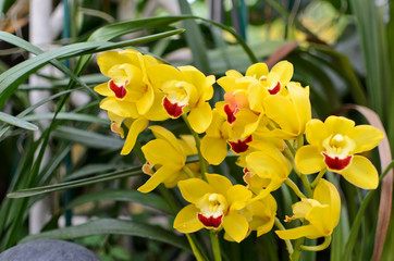 Yellow cymbidium orchid