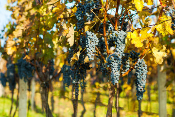 Bunch of blue grapes