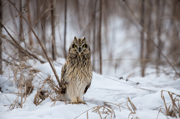 Short Eared Owl