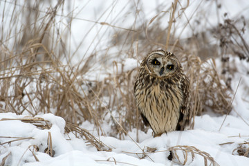 Short Eared Owl