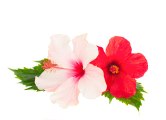 two hibiscus flowers © neirfy