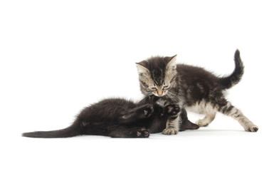 Naklejka premium Two kittens on white