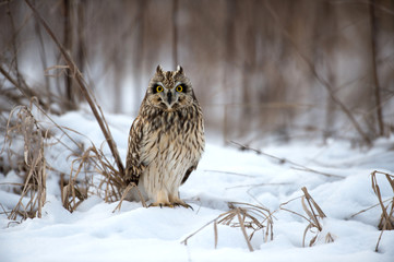 Short Eared Owl