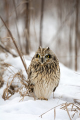 Short Eared Owl