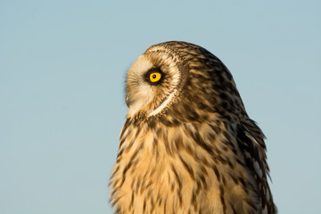 Short Eared Owl