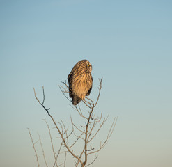 Short Eared Owl