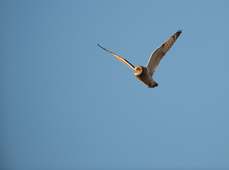 Short Eared Owl