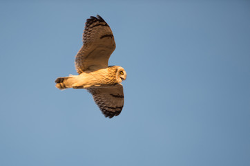 Short eared owl