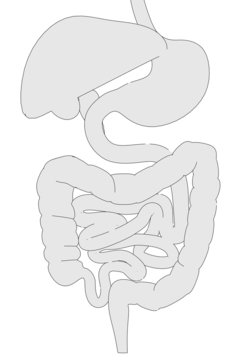 cartoon image of digestive system