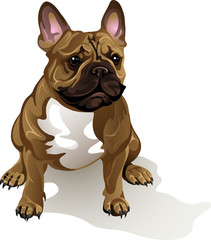 French Bulldog Dog Breed