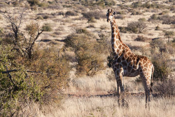 giraffe