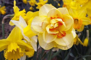 Daffodil (Narcissus plant)