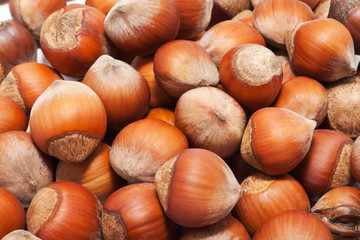 Hazelnuts or filbert