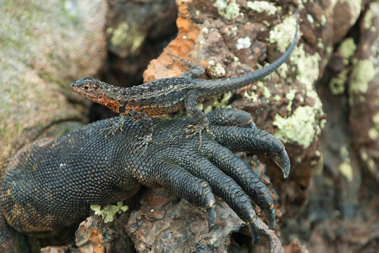 Galapagos lava lizard resting on leg of marine iguana