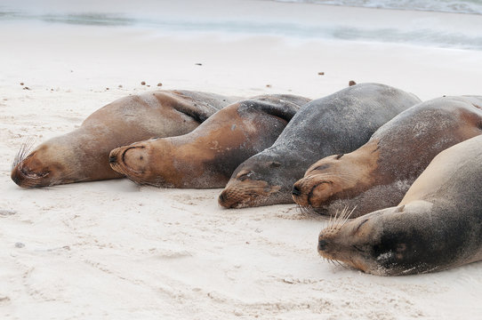 Group of Galapagos sea lions sleeping on a beach