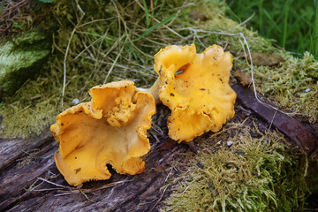 chanterelles