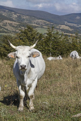Fototapeta na wymiar Kuh im Apennin