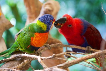 Perroquets , Australie