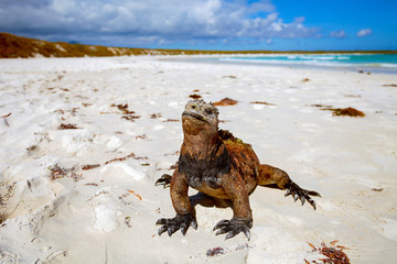 Naklejka premium Marine iguana, Galapagos Islands, Ecuador