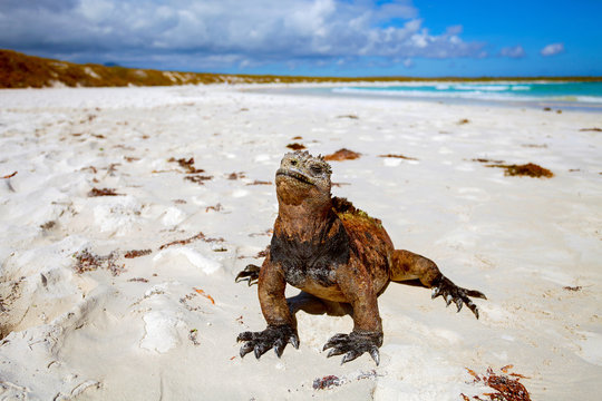 Marine Iguana, Galapagos Islands, Ecuador