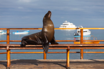 Sea Lion, Galapagos Islands, Ecuador